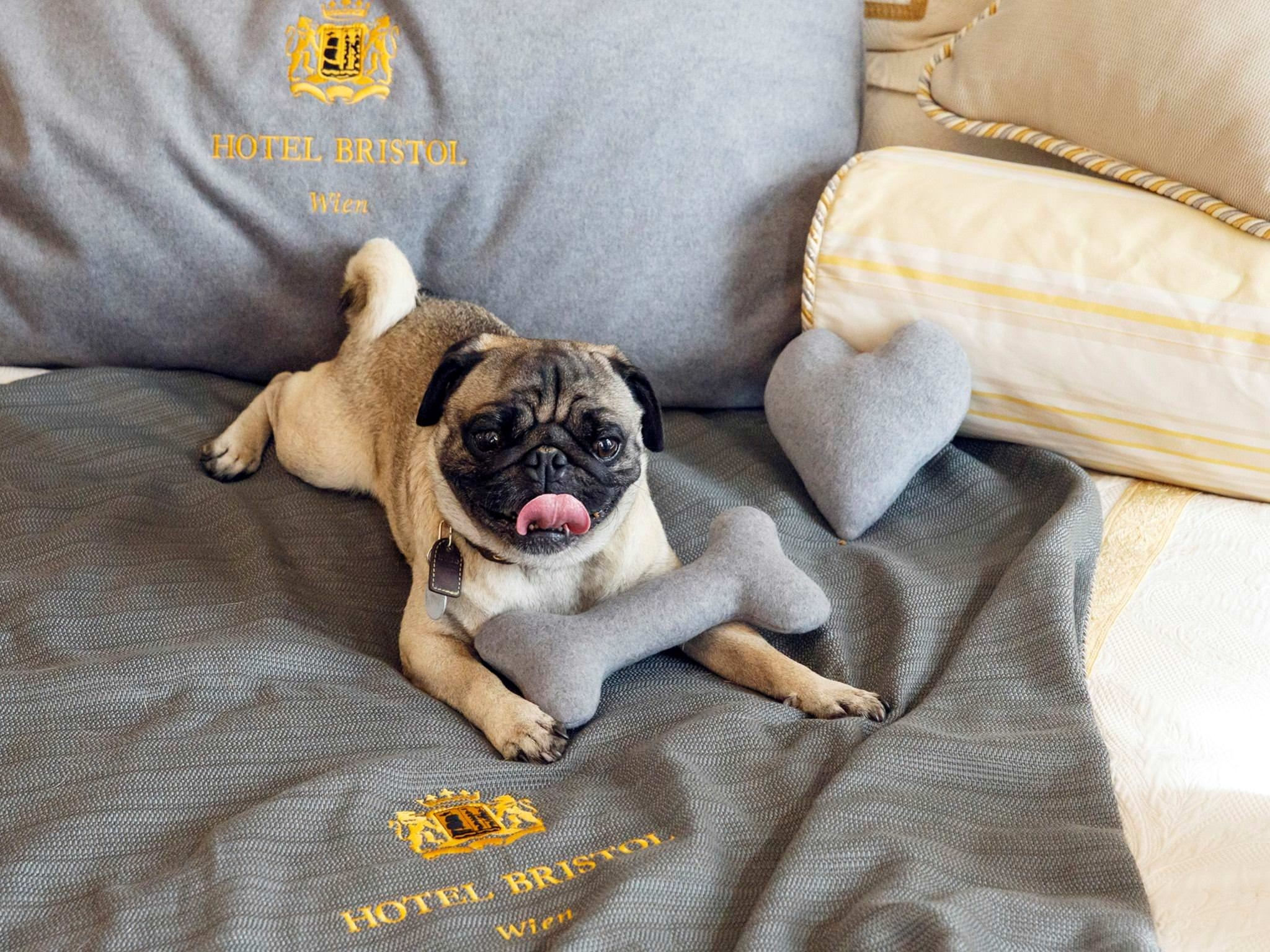 Pet friendly hotels Hotel Bristol Vienna
