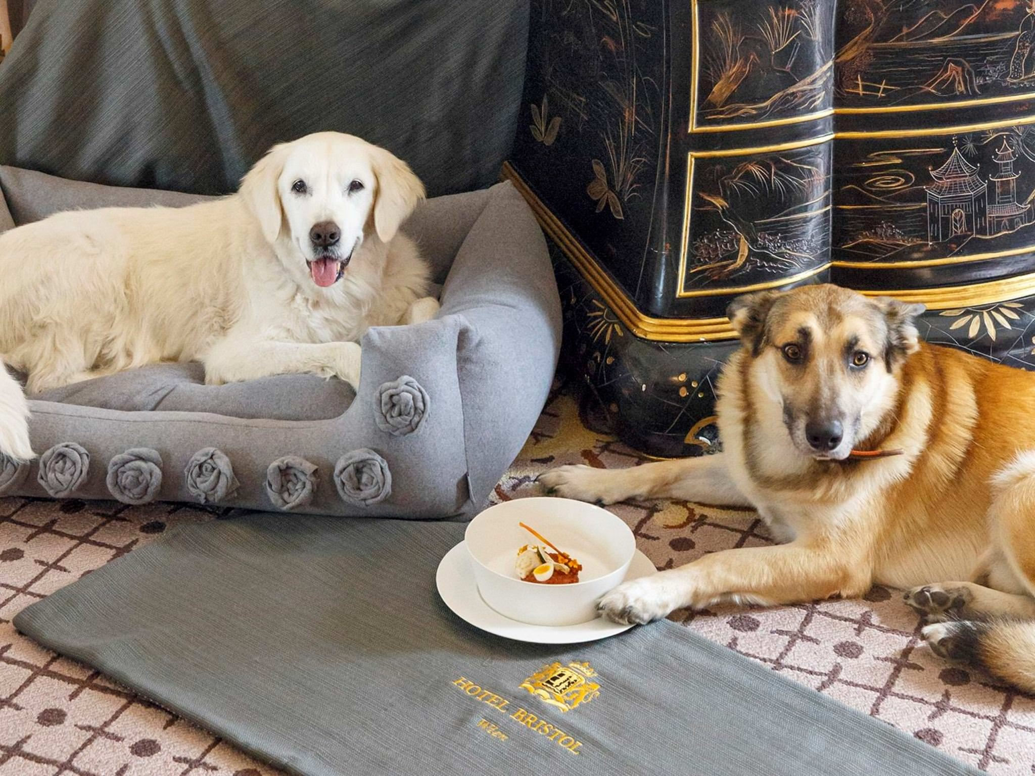 Pet friendly hotels Hotel Bristol Vienna